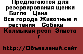 Предлагаются для резервирования щенки Бигля › Цена ­ 40 000 - Все города Животные и растения » Собаки   . Калмыкия респ.,Элиста г.